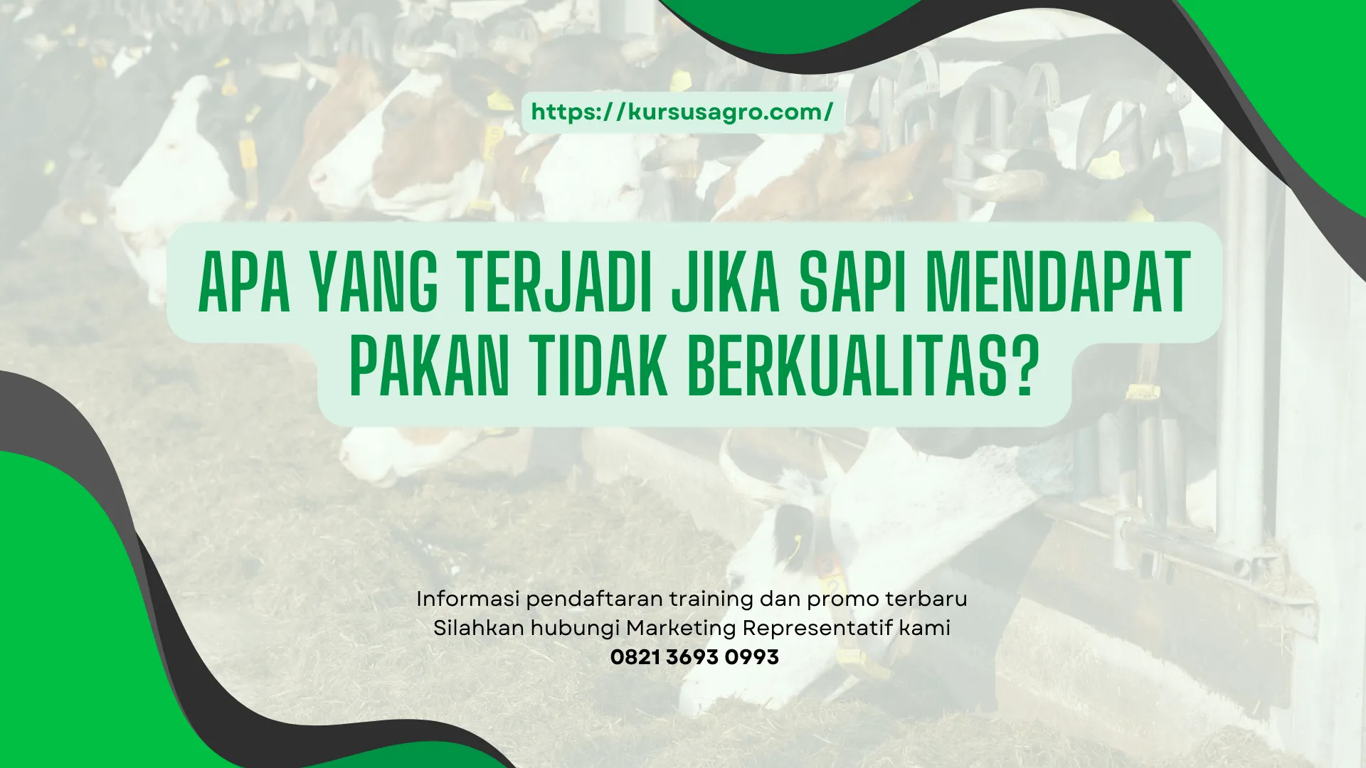 Dampak kesehatan & berat badan