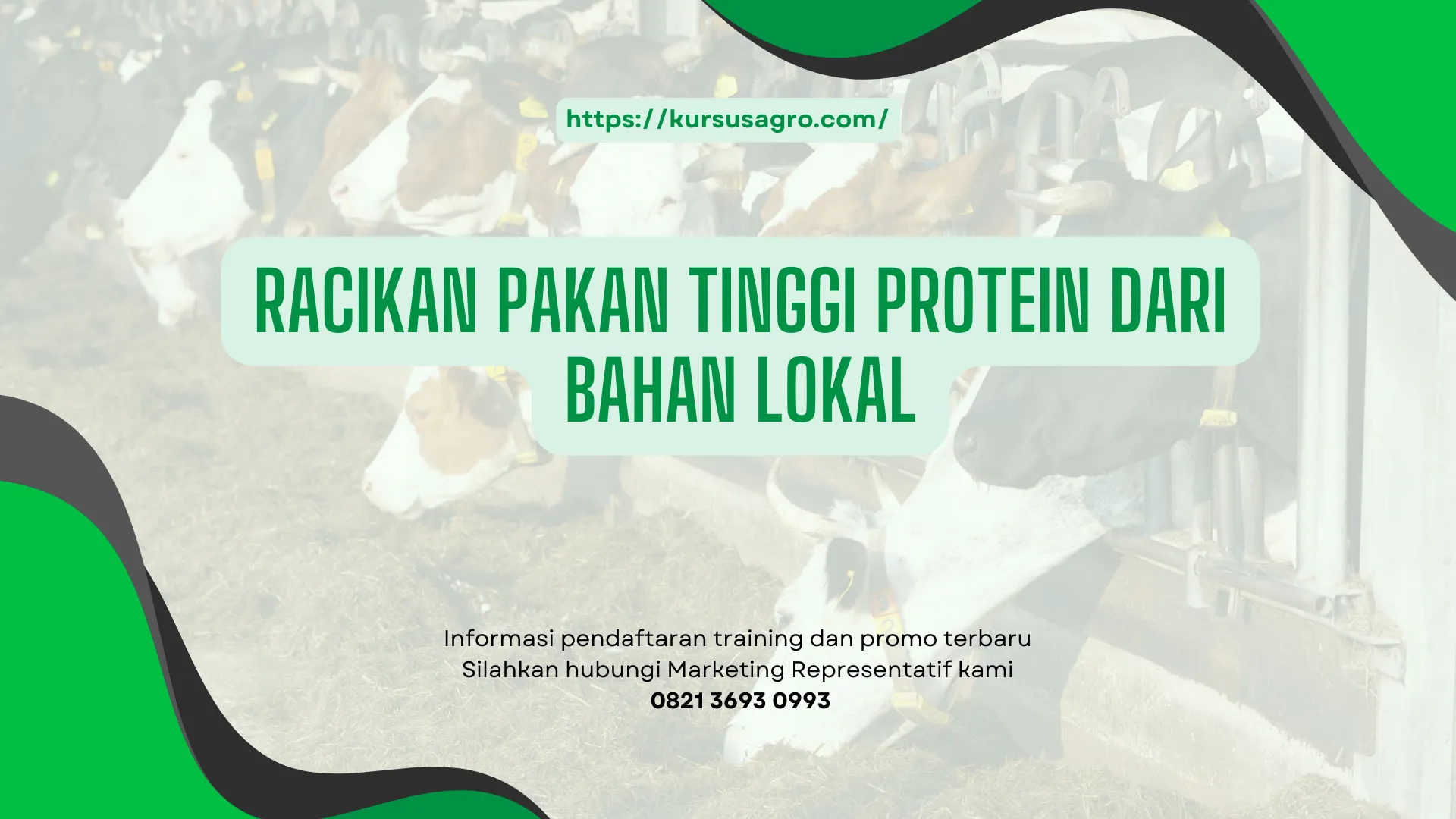 Manfaat untuk pertumbuhan sapi