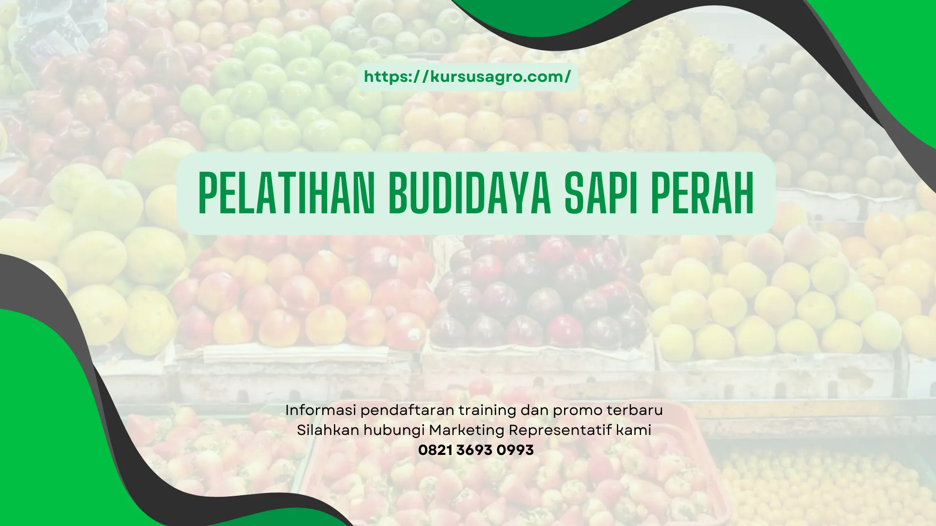 PELATIHAN PELATIHAN BUDIDAYA SAPI PERAH JAKARTA