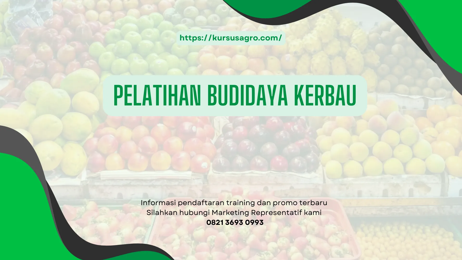 PELATIHAN PELATIHAN BUDIDAYA KERBAU JAKARTA