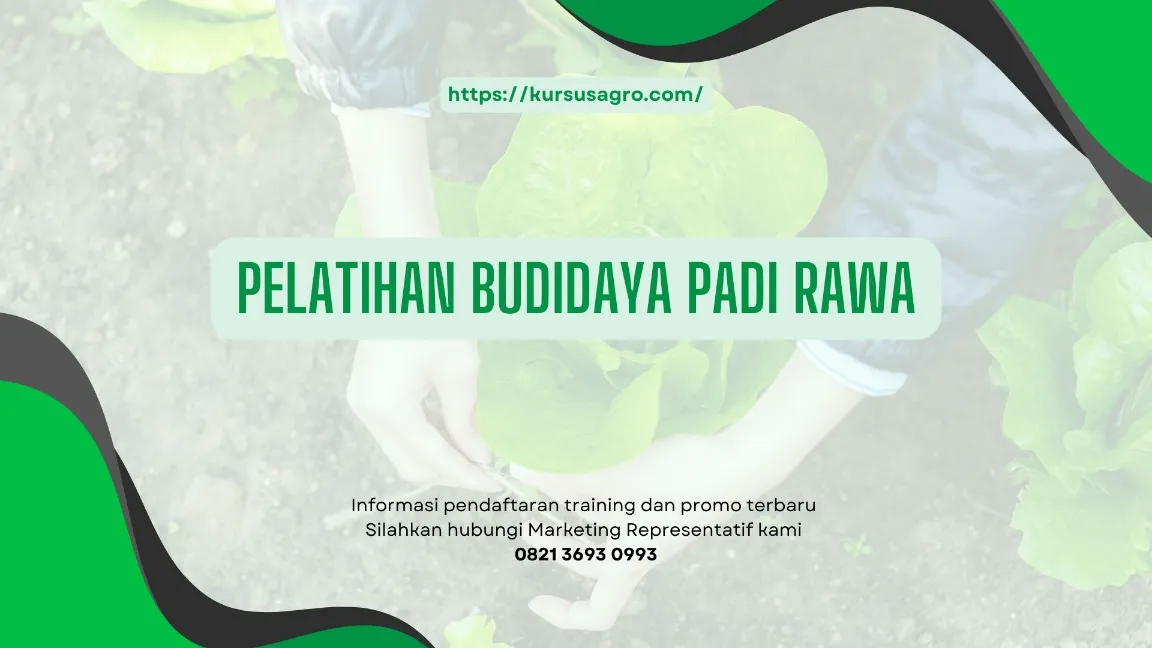 TRAINING BUDIDAYA PADI RAWA JOGJA